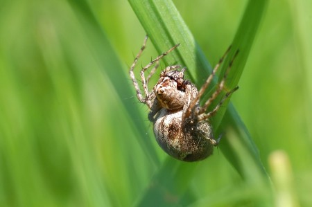 Oxyopes ramosus female